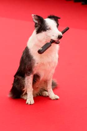 May 14, 2024: Messi the dog attends the premiere of Le Deuxieme Acte ( The Second Act ) and opening ceremony of the 77th Cannes Film Festival at Palais des Festivals in Cannes, France, on 14 May 2024. Photo: - ZUMAm179 20240514_zep_m179_096 Copyright: xAlecxMichaelx
