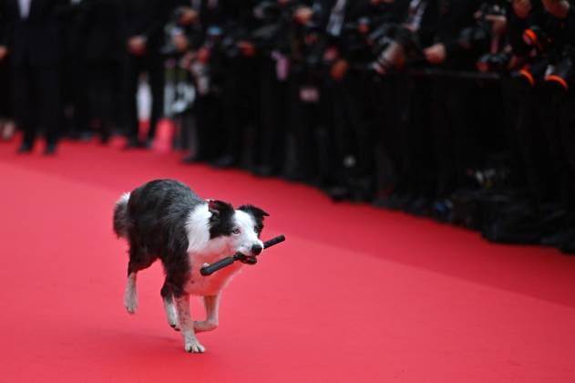 Cannes - Opening Ceremony Arrivals Messi is a French Border Collie dog actor attends Le Deuxieme Acte The Second Act Screening opening ceremony red carpet at the 77th annual Cannes Film Festival at Palais des Festivals on May 14, 2024 in Cannes, France. Photo by Franck Castel ABACAPRESS.COM Cannes France  Copyright: xCastelxFranck ABACAx