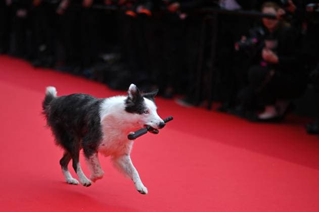 Cannes - Opening Ceremony Arrivals Messi is a French Border Collie dog actor attends Le Deuxieme Acte The Second Act Screening opening ceremony red carpet at the 77th annual Cannes Film Festival at Palais des Festivals on May 14, 2024 in Cannes, France. Photo by Franck Castel ABACAPRESS.COM Cannes France  Copyright: xCastelxFranck ABACAx