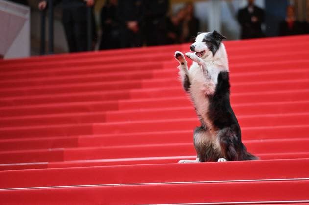 Entertainment Bilder des Tages Cannes - Opening Ceremony Arrivals Messi is a French Border Collie dog actor attends Le Deuxieme Acte The Second Act Screening opening ceremony red carpet at the 77th annual Cannes Film Festival at Palais des Festivals on May 14, 2024 in Cannes, France. Photo by Franck Castel ABACAPRESS.COM Cannes France  Copyright: xCastelxFranck ABACAx