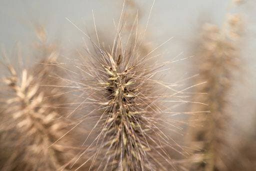 Creative Highlights World A close-up of yellow foxtail grass, Setaria pumila 23528849 RECORD DATE NOT STATED