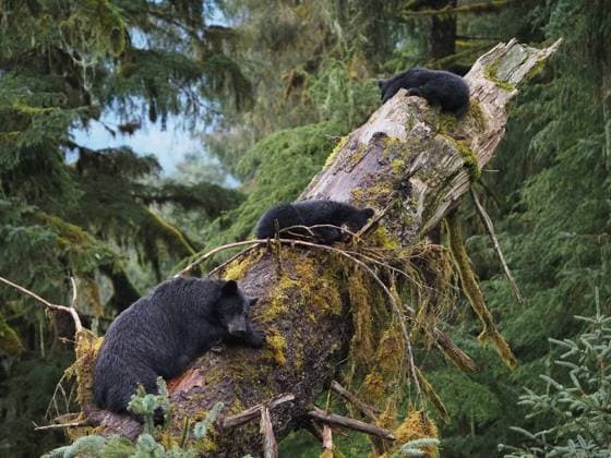 Creative Highlights World August 8, 2023, Anan Creek, Ak, United States of America: A mother black bear and her two cubs rest on a downed tree at Anan Creek in the Tongass National Forest. Anan Creek United States of America - ZUMAp138 20230808_zaa_p138_047 Copyright: xJenniferxKardiak UsdaxForestx