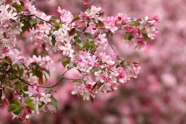 News Themen der Woche KW20 News Bilder des Tages RUSSIA, MOSCOW - MAY 16, 2024: Apple trees in bloom in VDNKh in spring, Sergei Bulkin TASS  70097811