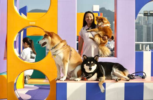 Entertainment Bilder des Tages May 16, 2024, Hong Kong, CHINA: In Hong Kong, a female dog lover who owns several pet dogs including Japanese Shibaken taking her dogs to the small amusement fascility in town for taking pictures for her dogs. Pet-lovers are increasing exponentially in Hong Kong and Greater China Region in recent years bringing booming pet business in China Mainland and in Hong Kong.May-16,2024 Hong Kong.ZUMA Hong Kong CHINA - ZUMAl137 20240516_fap_l137_008 Copyright: xLiauxChung-renx