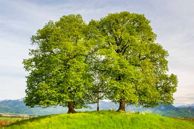 Zwei Lindenbäume im Frühling Zwei große alte Lindenbäume stehen zusammen mit einem Feldkreuz auf einem Hügel im oberbayerischen Voralpenland *** Two lime trees in spring Two large old lime trees stand together with a field cross on a hill in the foothills of the Upper Bavarian Alps