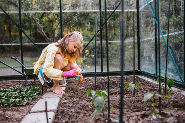 IMAGO Creative: Garten, Anbau im Gewächshaus Girl replanting vegetable seedlings from tray to greenhouse. Taking care of garden and planting spring vegetable, herbs. Young girl replanting vegetable seedlings from tray to greenhouse. Taking care of garden and planting spring vegetable, herbs. model released