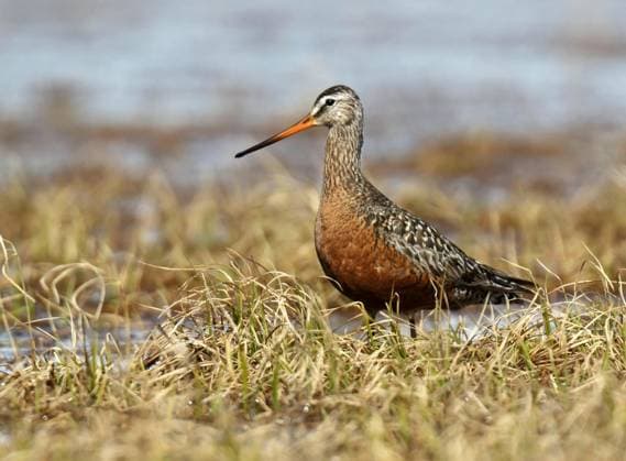 Hudsonschnepfe, Hudson-Schnepfe (Limosa haemastica), sitzt im Gras der Tundra, USA, Alaska hudsonian godwit (Limosa haemastica), sitting in grass in tundra, USA, Alaska BLWS709408 *** Hudsonian snipe, Hudson Snipe Limosa haemastica , sits at Grass the Tundra, USA, Alaska hudsonian Godwit Limosa haemastica , Sitting in Graß in tundra, USA, Alaska BLWS709408 Copyright: xblickwinkel AGAMI D.xLopezxVelascox