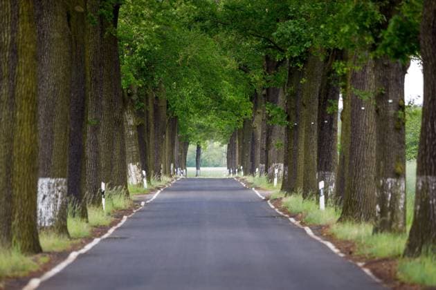 Allee in Brandenburg DEU Deutschland Brandenburg Neupetershain, 20.05.2024, Alleen in Brandenburg - eine Allee mit alten Baeumen ist bei Neupetershain in der Lausitz zu sehen. *** Allee in Brandenburg DEU Germany Brandenburg Neupetershain, 20 05 2024, Alleen in Brandenburg an avenue with old trees can be seen near Neupetershain in Lusatia AF_IMG_37438.jpeg