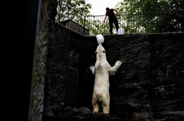 Bilder des Jahres 2024, News 05 Mai News Themen der Woche KW21 News Bilder des Tages Welcoming the polar bears that moved from Warsaw Zoo, in Prague Zoo, Czech Republic, May 22, 2024. (CTKxPhoto RomanxVondrous) CTKPhotoP2024052205298  CTKPhotoP2024052205298