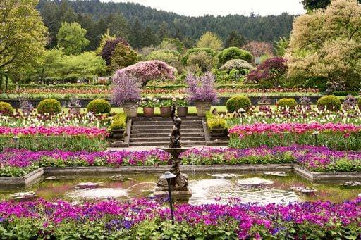 Spring at the Italian Garden, Butchart Gardens, with the statue of Mercury, a pond, and colorful spring garden beds full of colorful flowers. 24577699