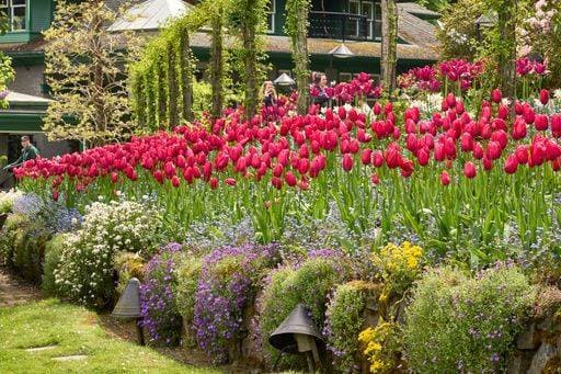 Colorful purple, white and yellow rock bed flowers , bright tulips and people and buildings behind the beds at Butchart Gardens, Victoria, BC. 24622449