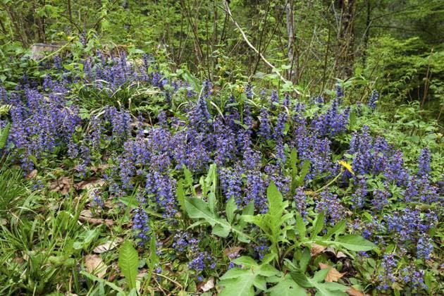  Blue bugles (Ajuga reptans), Allgäu, Bavaria, Germany, Europe *** Blue Bugles Ajuga reptans , Allgäu, Bavaria, Germany, Europe Copyright: imageBROKER/HarryxLaub ibxhal10593908.jpg