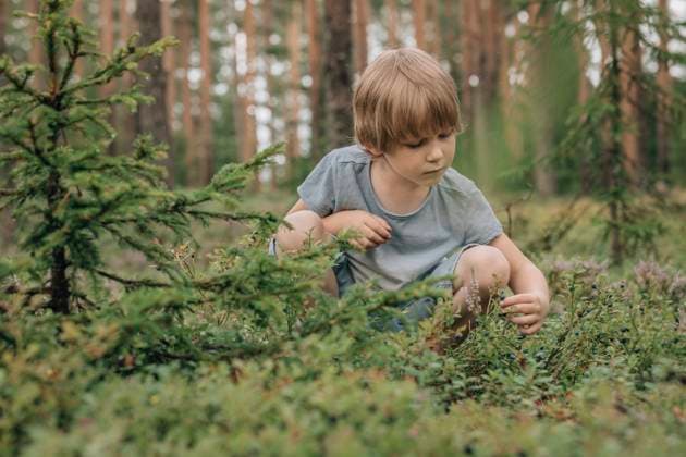 Boy crouching and picking blueberries in forest model released, Symbolfoto, EVKF00128