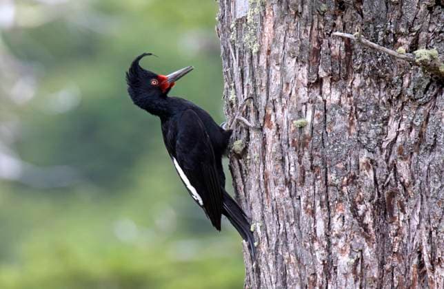 Creative Highlights World Magellanspecht, Magellan-Specht (Campephilus magellanicus), Weibchen an einem Baumstamm in den Bergen, Chile Magellanic woodpecker (Campephilus magellanicus), female in forest in mountain range, Chile BLWS709685 *** Magellanic Woodpecker, Magellan Specht Campephilus magellanicus , Female to a Tree trunk in the Bergen, Chile Magellanic Woodpecker Campephilus magellanicus , Female in Forest in Mountain range, Chile BLWS709685 Copyright: xblickwinkel AGAMI D.xLopezxVelascox