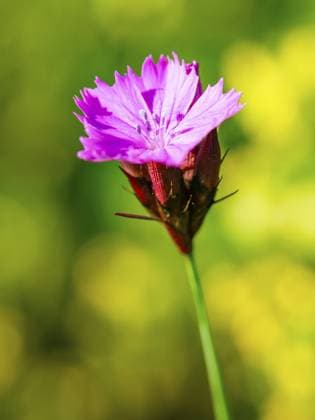  Carthusian carnation (Dianthus carthusianorum agg.), Bischofswiesen, Berchtesgadener Land, Upper Bavaria, Bavaria, Germany, Europe *** Carthusian Carnation Dianthus carthusianorum AGG , Bischofswiesen, Berchtesgadener Country, Upper Bavaria, Bavaria, Germany, Europe Copyright: imageBROKER/HerbertxBerger ibxheb10672656.jpg RECORD DATE NOT STATED