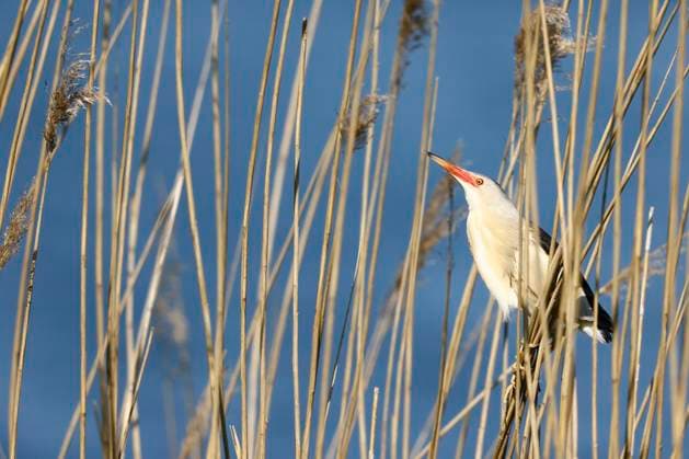 Creative Highlights World Zwergdommel, Zwerg-Dommel, Zwergrohrdommel, Zwerg-Rohrdommel (Ixobrychus minutus), sitzt im Schilf, Niederlande, Suedholland Little bittern (Ixobrychus minutus), sits in the reeds, Netherlands, South Holland BLWS709839 *** Little bittern, Dwarf Dommel, Little Bittern, Dwarf Bittern Ixobrychus minutus , sits at Reeds, Netherlands, South Holland Little Bittern Ixobrychus minutus , sits in The reeds, Netherlands, South Holland BLWS709839 Copyright: xblickwinkel AGAMI C.xvanxRijswijkx
