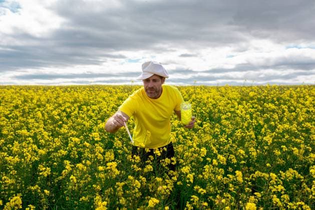 Creative Highlights Symbolbilder An adult man in a yellow shirt and white cap is playfully painting the air with a brush and paint bucket amid a vibrant yellow flower field under a cloudy sky Model Released SergioVictorVega_ID21709_636790_003 Copyright: xSergioxVictorxVegax