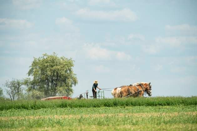 An Amish plowman works a 4 horse team cutting hay Lancaster, Pennsylvania, United States CR_GASU240516-1435317-01