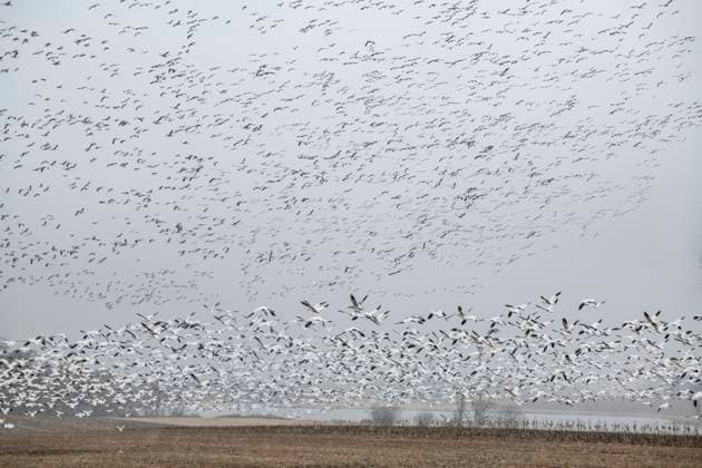 1000 s of snow geese congregate in central PA on a layover durin United States, Pennsylvania, Stevens CR_GASU240516-1435363-01