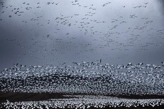 Creative Highlights World 1000 s of snow geese congregate in central PA on a layover durin United States, Pennsylvania, Stevens CR_GASU240516-1435370-01