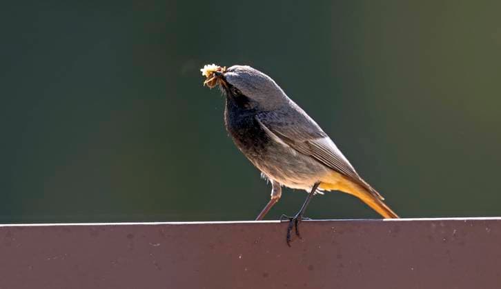 29.04.2024, Bad Wörishofen (Unterallgäu, Bayern). Heimische Singvögel, ein Hausrotschwanz sitzt auf dem Balkon, im Schnabel Lebendfutter für den Nachwuchs 29.04.2024, Heimische Singvögel 29.04.2024, Heimische Singvögel *** 29 04 2024, Bad Wörishofen Unterallgäu, Bavaria Native songbirds, a black redstart sits on the balcony, live food for the offspring in its beak 29 04 2024, Native songbirds 29 04 2024, Native songbirds