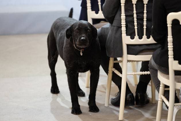 Award ceremony No to bullying at the Elysee - Paris The dog Nemo during the award ceremony No to bullying rewarding students involved in the fight againt cyberbullying at the French Elysee Presidential Palace, in Paris on May 29, 2024. Photo by Raphael Lafargue ABACAPRESS.COM Paris France  Copyright: xLafarguexRaphael ABACAx