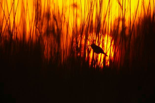 Teichrohrsaenger, Teich-Rohrsaenger (Acrocephalus scirpaceus), Silhouette eines singenden Teich-Rohrsaengers im Schilf am fruehen Morgen, Seitenansicht, Niederlande, Suedholland, Rottemeren reed warbler (Acrocephalus scirpaceus), silhouette of a singing reed warbler in the reed in the early morning, side view, Netherlands, South Holland, Rottemeren BLWS709817 *** Pond pipe seeders, Pond Rohrsaenger Acrocephalus scirpaceus , Silhouette one Singing Pond Rohrsaengers at Reeds on early Tomorrow, Side view, Netherlands, South Holland, Rottemeren Reed Warbler Acrocephalus scirpaceus , Silhouette of a SINGING Reed Warbler in The Reed in The Early morning, Side view, Netherlands, South Holland, Rottemeren BLWS709817 Copyright: xblickwinkel AGAMI C.xvanxRijswijkx