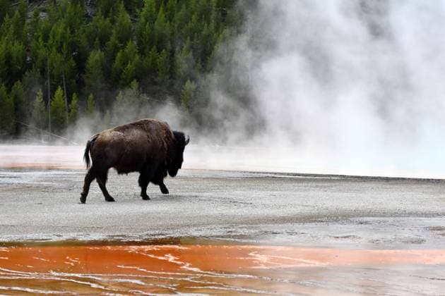 Creative Highlights World Bison ride through columns of steam at Yellowstone National Park s Grand Prismatic Spring. Wyoming. Bison ride through columns of steam at Yellowstone National Park s Grand Prismatic Spring. Wyoming. Copyright: Â¬ PaoloPicciotto REDA&CO 1028_24_PPI14813