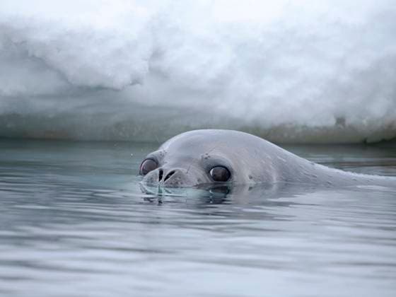 Creative Highlights World Weddell Seal (Leptonychotes weddellii) swimming near Goudier Island, Antarctic Peninsula. Antarctica, November Weddell Seal (Leptonychotes weddellii) swimming near Goudier Island, Antarctic Peninsula. Antarctica, November Copyright: Â¬ MartinZwick REDA&CO 1028_38_MZW18905