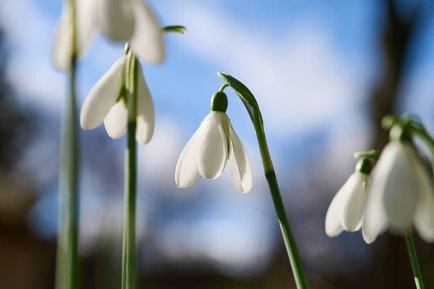 Natur Elwes-Schneegloeckchen Blueten von Elwes-Schneegloeckchen (Galanthus elwesii). Elwes-Schneegloeckchen, auch Grossbluetiges Schneegloeckchen, Riesenschneegloeckchen oder Tuerkisches Schneegloeckchen genannt, ist ein Fruehblueher aus der Gattung der Schneegloeckchen in der Familie der Amaryllisgewaechse (Amaryllidaceae). 17.2.2024 *** Nature Elwes snowdrops Flowers of Elwes snowdrops Galanthus elwesii Elwes snowdrops, also known as large-leaved snowdrops, giant snowdrops or Turkish snowdrops, are a species of snowdrop in the Amaryllis family Amaryllidaceae 17 2 2024