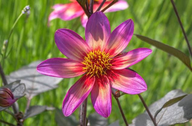 Blühende Blume, Halskragen-Dahlie Dahlegria Tricolore (Rockin Rosi - Pflanze Des Jahres 2020) Blühende Blume, Halskragen-Dahlie Dahlegria Tricolore (Rockin Rosi - Pflanze Des Jahres 2020) *** Flowering Flower, Collar Dahlia Dahlegria Tricolore Rockin Rosi Plant of the Year 2020 Flowering Flower, Collar Dahlia Dahlegria Tricolore Rockin Rosi Plant of the Year 2020