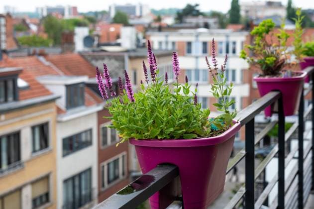 Mexican Hyssop or Agastache rupestris blooming flower on a terrace in pink pottery, Jette, Brussels, Belgium