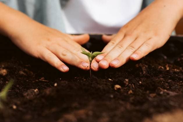 IMAGO Creative: Garten, Anbau im Hochbeet Close up of dirty hands taking care of small vegetable plants in raised bed. Childhood outdoors in garden. Close up of bare dirty hands taking care of small vegetable plants in raised bed. Childhood outdoors in garden. model released