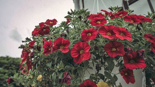 A hanging red petunia in a potted plant by a house exterior 24717414 RECORD DATE NOT STATED