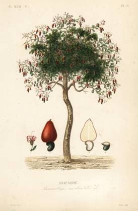 RECORD DATE NOT STATED Cashew tree or cashew nut tree, Anacardium occidentale Cashew tree or cashew nut tree, Anacardium occidentale, Anacarde. Handcoloured steel engraving by Pierre after a botanical illustration by Edouard Maubert from Pierre Oscar Reveil, A. Dupuis, Fr. Gerard and Francois Herincq s La Regne Vegetal: Flore Medicale, L. Guerin, Paris, 1864-1871. Cashew tree or cashew nut tree, Anacardium occidentale, Anacarde. Handcoloured steel engraving by Pierre after a botanical illustration by Edouard Maubert from Pierre Oscar Reveil, A. Dupuis, Fr. Gerard and Francois Herincq s La Regne Vegetal: Flore Medicale, L. Guerin, Paris, 1864-1871.  Copyright: Copyrightx(c)Geminix2023.xCredit:xGemini 12488443