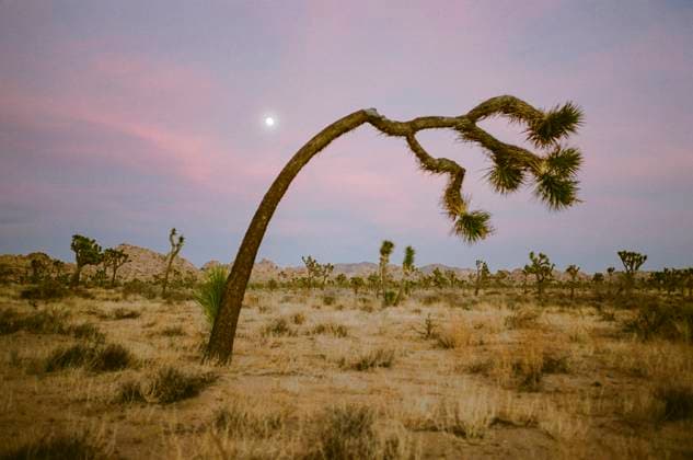 Creative Highlights World A unique bent Joshua Tree stands against an evening sky painted in soft pink and purple hues, with sparse desert vegetation in the background. Joshua Tree, California USA arah00081 Copyright: xConnectxImagesx