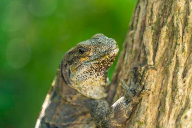 View of large iguana, Tulum, Quintana Roo, Caribbean Coast, Yucatan Peninsula, Riviera Maya, Mexico, North America Copyright: FrankxFell 844-32809 RECORD DATE NOT STATED