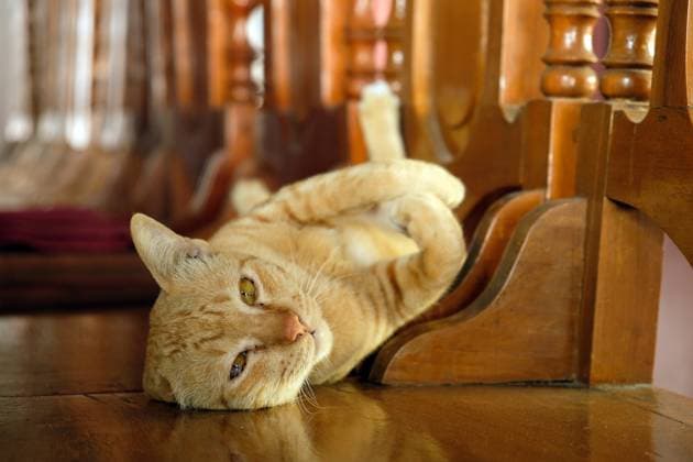 Street cats around the world - Thailand Thailand, Bangkok, Bangkok R_GFEQ240116-1328272-01