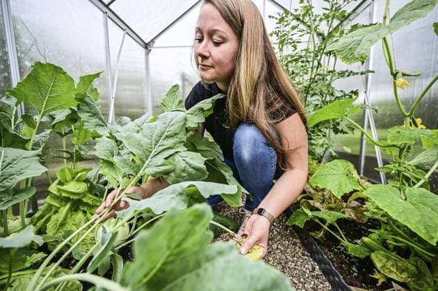 IMAGO Creative: Garten, Anbau im Gewächshaus Schneckenplage im Kleingarten ** NUR FÜR REDAKTIONELLE ZWECKE ** EDITORIAL USE ONLY **<p>Hobbygärtnerin Lisa Scheiler kontrolliert Pflanzen in ihrem Gewächshaus auf Schneckenfrass in ihrem Schrebergarten im Kleingartenverein Oberhausen-Süd, am Mittwoch den 05. Juni 2024 in Oberhausen. Aufgrund des feuchten und milden Wetters klagen Hobbygärtner in diesem Jahr über starke Frassschäden durch Schnecken in ihren Gärten. Deutschland Nordrhein-Westfalen Oberhausen Copyright: LarsxFröhlich *** Snail infestation in allotment gardens FOR EDITORIAL PURPOSES ONLY EDITORIAL USE ONLY p Hobby gardener Lisa Scheiler checks plants in her greenhouse for snail damage in her allotment garden in the Oberhausen Süd allotment garden association, on Wedn Copyright: LarsxFröhlich doc7vql0d3e2s6m2mnpbwx ,EDITORIAL USE ONLY