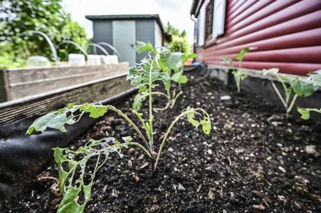 IMAGO Creative: Garten, Anbau im Hochbeet Schneckenplage im Kleingarten ** NUR FÜR REDAKTIONELLE ZWECKE ** EDITORIAL USE ONLY **<p>Von Schnecken abgefressene Pflanzen im Hochbeet eines Schrebergartens im Kleingartenverein Oberhausen-Süd, am Mittwoch den 05. Juni 2024 in Oberhausen. Aufgrund des feuchten und milden Wetters klagen Hobbygärtner in diesem Jahr über starke Frassschäden durch Schnecken in ihren Gärten. Deutschland Nordrhein-Westfalen Oberhausen Copyright: LarsxFröhlich *** Snail plague in allotment garden FOR EDITORIAL PURPOSES ONLY EDITORIAL USE ONLY p Plants eaten away by snails in the raised bed of an allotment garden in the Oberhausen Süd allotment garden association, on Wednesday, June 05, 2024 in Oberhausen Due to the damp and mild weather this year, hobby g Copyright: LarsxFröhlich doc7vql0cttmj9attcc3k9 ,EDITORIAL USE ONLY