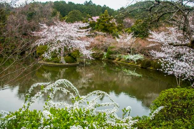 Cherry blossom in the Ryoan-ji Temple, UNESCO World Heritage Site, Kyoto, Honshu, Japan, Asia Copyright: MichaelxRunkel 1184-11639