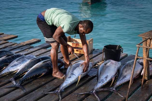 Local Fisherman preparing Yellow Fin Tuna (Thunnus albacares)cCatch, Santa Maria Jetty, Santa Maria, Sal, Cape Verde Islands, Atlantic, Africa Copyright: AlanxNovelli 1353-645 Editorial Use Only
