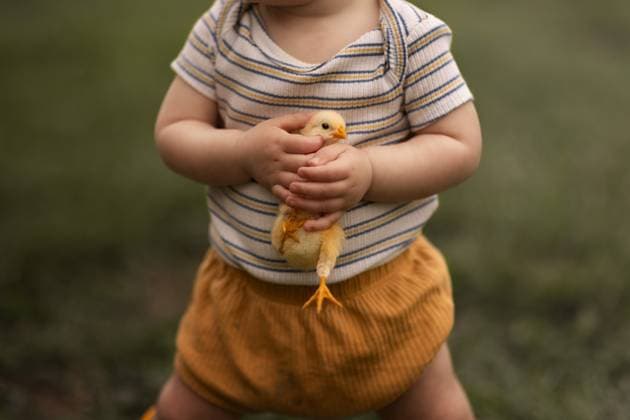 Creative Highlights Symbolbilder Young child holding a baby chicken Springfield, Missouri, United States CR_SUBT240608-1453983-01 ,model released, Symbolfoto