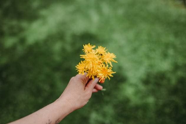 Creative Highlights Symbolbilder Female hand holding yellow flowers in the sunny garden Thun, Canton of Bern, Switzerland R_FFVO240607-1449597-01 ,model released, Symbolfoto