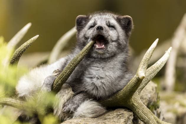 A fox looks like it is laughing while lying in antlers, arctic fox (Alopex lagopus) *** a Fox Looks Like IT IS Laughing while Lying in antlers, Arctic Fox Alopex lagopus Copyright: imageBROKER RonaldxWittek ibxron10747698.jpg