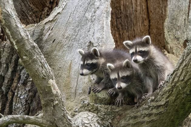 Three young raccoons (Procyon lotor) sitting together on a tree trunk and looking interested, Hesse, Germany, Europe *** Three Young Raccoons Procyon lotor Sitting Together ON a Tree Trunk and Looking interested, Hesse, Germany, Europe Copyright: imageBROKER WilfriedxMartin ibxwma10728854.jpg