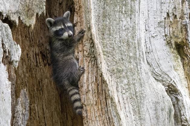 A young raccoon (Procyon lotor) climbs up a tree trunk and looks sideways, Hesse, Germany, Europe *** a Young Raccoon Procyon lotor climbs up a Tree Trunk and Looks sideways, Hesse, Germany, Europe Copyright: imageBROKER WilfriedxMartin ibxwma10728856.jpg