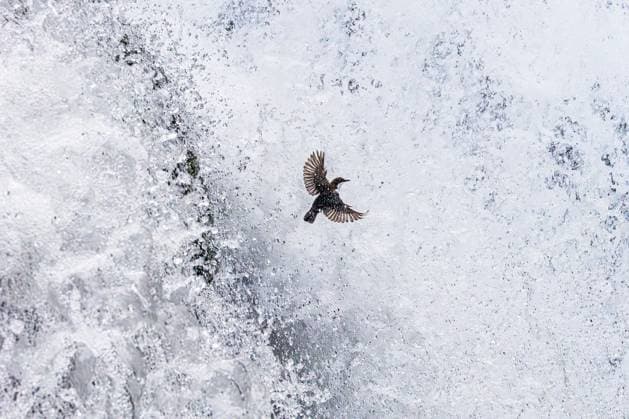 Creative Highlights World A blackbird is captured mid-flight as it gracefully enters the mist of a powerful, frothy waterfall. Model Released EgoitzIcaza_ID21904_641698_002 Copyright: xEgoitzxIcazax
