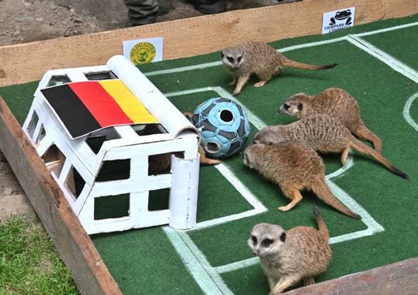 Traditionelles Fußball-Orakel im Tierpark Chemnitz Zur Fußball-Europameisterschaft 2024 der Männer vom 14. Juni bis zum 14. Juli, die dieses Mal in Deutschland ausgerichtet wird, werden die Ergebnisse der deutschen Mannschaft wieder von verschiedenen Tieren im Tierpark Chemnitz orakelt. Heute versuchten die Erdmännchen mittel präparierten Ball von Tierparkpädagoge Jan Klösters, den Ausgang des Eröffnungsspiels Deutschland gegen Schottland am Freitag vorherzusagen und Glück zu bringen.Nach Erdmännchenorakel hatte hatte Deutschland mit 1:0 die Nase vorn. Die Ergebnisse der beiden weiteren Vorrundenspiele von Deutschland (Deutschland gegen Ungarn am 19. Juni und Deutschland gegen die Schweiz am 23. Juni) werden in der kommenden Woche orakel WM-Orakel_0031206-24_20240612