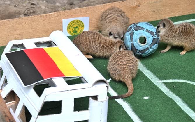 Traditionelles Fußball-Orakel im Tierpark Chemnitz Zur Fußball-Europameisterschaft 2024 der Männer vom 14. Juni bis zum 14. Juli, die dieses Mal in Deutschland ausgerichtet wird, werden die Ergebnisse der deutschen Mannschaft wieder von verschiedenen Tieren im Tierpark Chemnitz orakelt. Heute versuchten die Erdmännchen mittel präparierten Ball von Tierparkpädagoge Jan Klösters, den Ausgang des Eröffnungsspiels Deutschland gegen Schottland am Freitag vorherzusagen und Glück zu bringen.Nach Erdmännchenorakel hatte hatte Deutschland mit 1:0 die Nase vorn. Die Ergebnisse der beiden weiteren Vorrundenspiele von Deutschland (Deutschland gegen Ungarn am 19. Juni und Deutschland gegen die Schweiz am 23. Juni) werden in der kommenden Woche orakel WM-Orakel_0041206-24_20240612